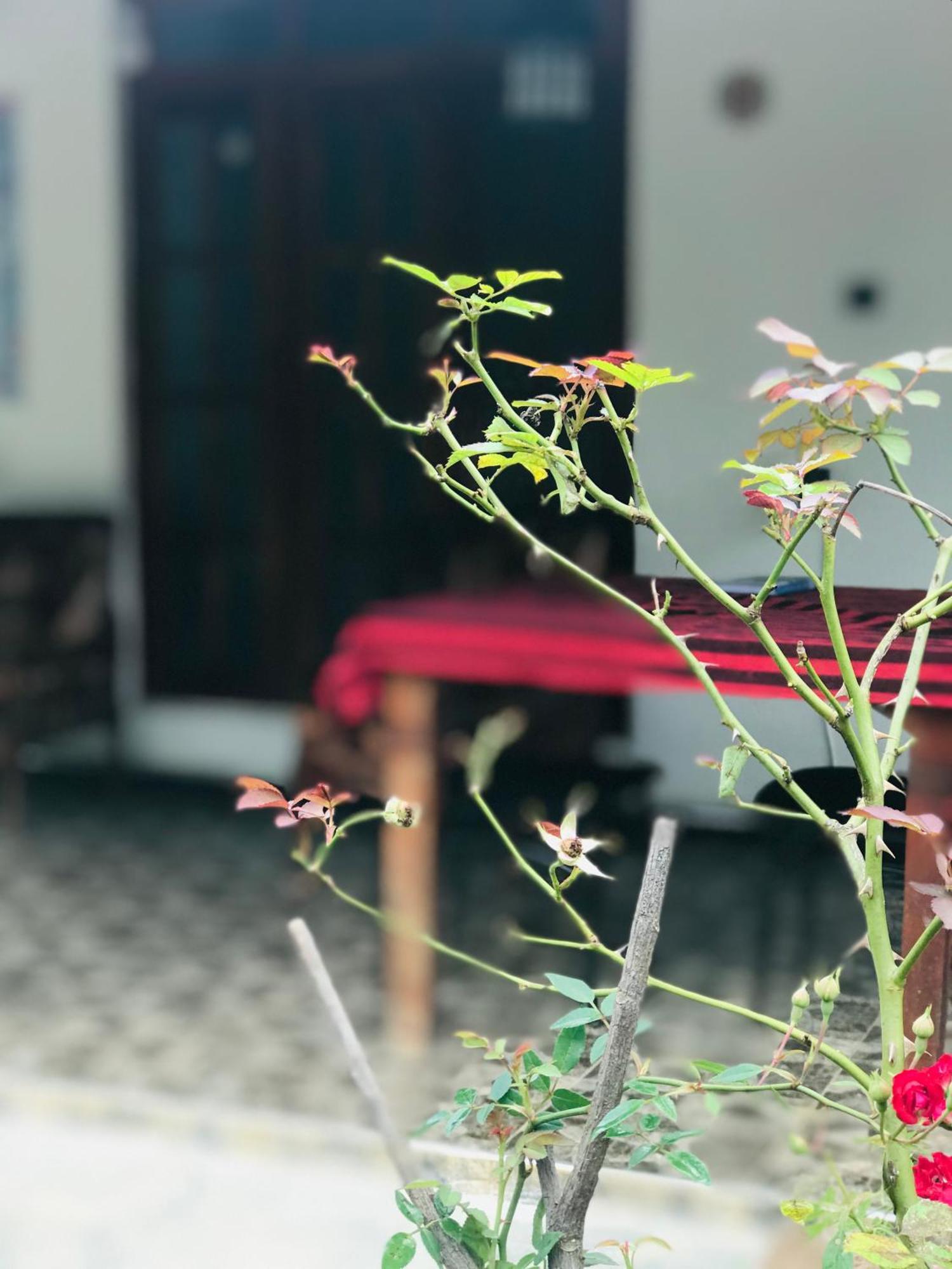 Cinnamon Homestay Ella Exteriér fotografie