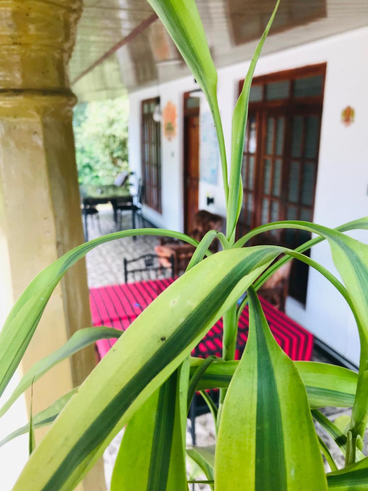 Cinnamon Homestay Ella Exteriér fotografie